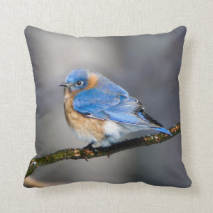 Almofada O Bluebird oriental no gelo cobriu o travesseiro