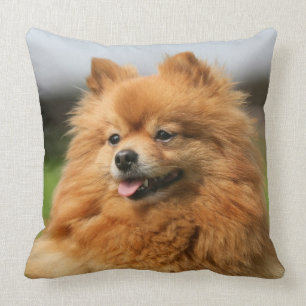 Almofada Observação de Pomeranian