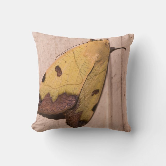 Almofada Ophiusa tirhaca, o tambor verde (Frente)