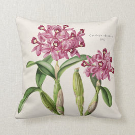 Almofada Orquídea 1842 botânico do skinneri de Cattleya por