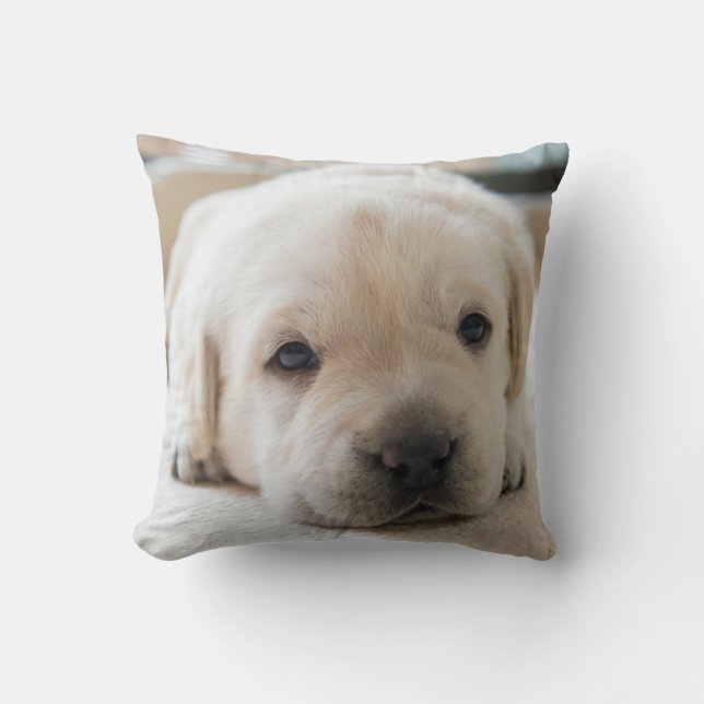 Almofada Ouro Sonolento Labrador (Frente)