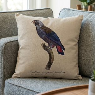 Almofada Papagaio-cinzento ou Pionus-cinzento, Pionus fuscu