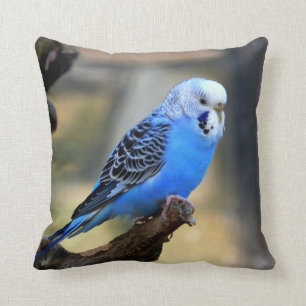 Almofada Parakeet azul do papagaio de Budgie