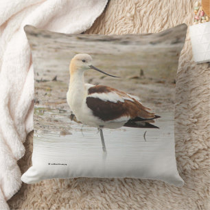 Almofada Pássaro Ataque Americano Avocet Wading na Praia