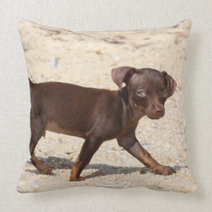 Almofada Passeio do filhote de cachorro da chihuahua