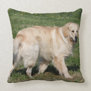 Almofada Passeio do golden retriever