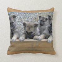 Pintos do Elkhound Noruegueses