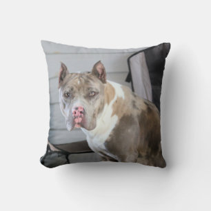 Almofada Pitbull