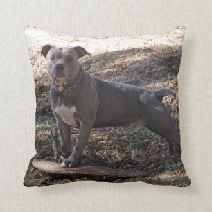 Almofada Pitbull com Travesseiro de skate