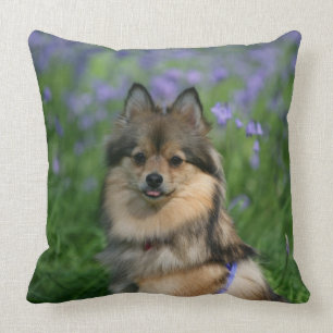 Almofada Pomeranian na grama