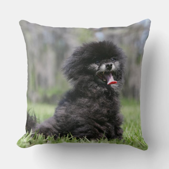 Almofada Pomeranian superior preto (Frente)