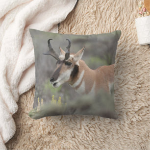 Almofada Pronghorn Antelope Buck Grand Tetons