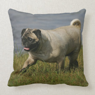 Almofada Pug que joga perto da água