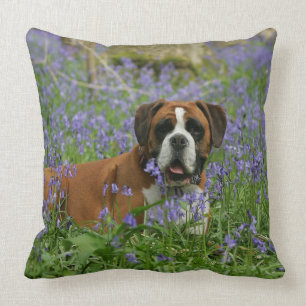 Almofada Pugilista que coloca nos Bluebells