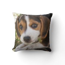 Puppy Dog Beagle