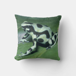 Almofada Rã venenosa, (Dendrobates auratus) Cahuita