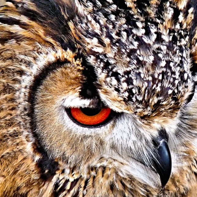 ALMOFADA REDONDA CORUJA (A photographic design of a beautiful eagle-owl.)