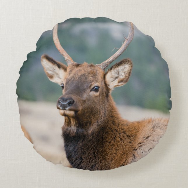 ALMOFADA REDONDA ELK NO PARQUE NACIONAL DA MONTANHA DE ROCKY - ELK  (Frente)