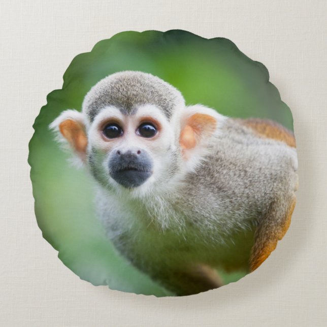 Almofada Redonda Fim-acima de um macaco de esquilo comum (Frente)