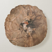 Fotografia da Natureza de Pardais da Casa Marrom