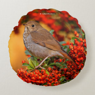 Almofada Redonda Hermit Thrush Songbird no Scarlet Firethorn