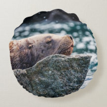 Leão-Do-Mar Na Baía De Ressurreição, Alasca