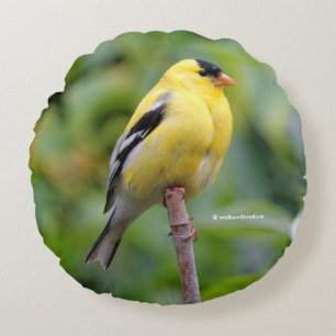 Almofada Redonda Male American Goldfinch no Bambu