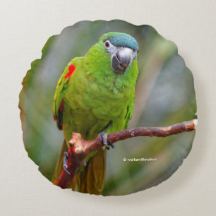 Almofada Redonda Mini Macaw de Hahn / Macaw de bolinho vermelho