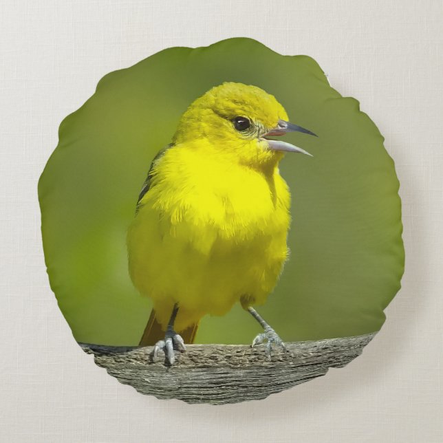 Almofada Redonda Orchard Oriole - Fotografia Original (Verso)