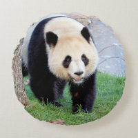 Panda gigante da fotografia do travesseiro.