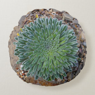 Almofada Redonda Planta de deserto do Succulent