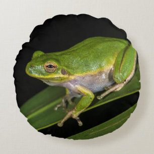 Almofada Redonda Rã-verde (Hyla cinerea) 2
