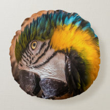 Retrato de arara azul e amarela