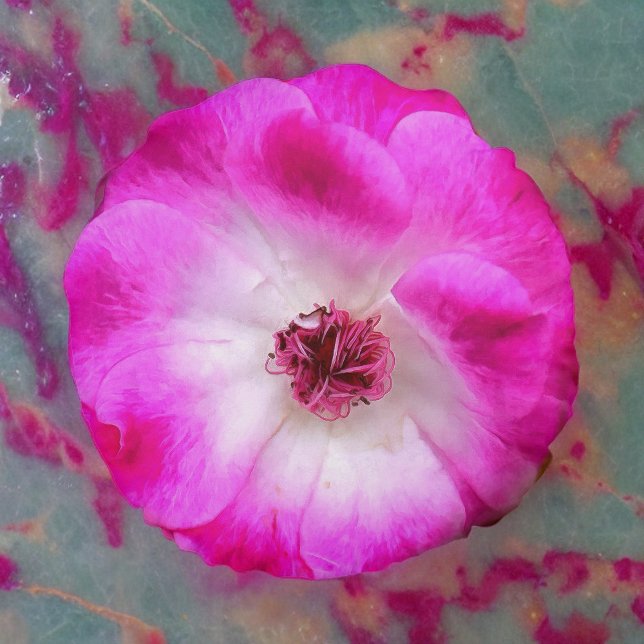 Almofada Redonda Rosas de Iceberg rosa (Criador carregado)