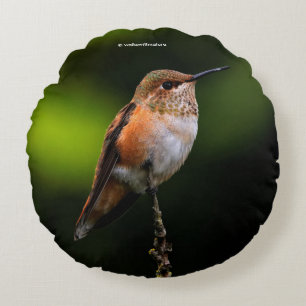 Almofada Redonda Rufous Hummingbird na Árvore Híbrida de Fruta