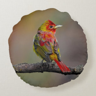Almofada Redonda Scarlet Tanager Molting - Fotografia original
