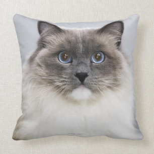 Almofada Retrato do gato de Ragdoll