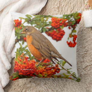 Almofada Robin Americano no Pyracantha