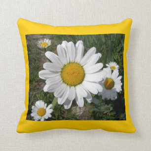 Almofada Shasta Daisies (Chrysanthemum maximum)
