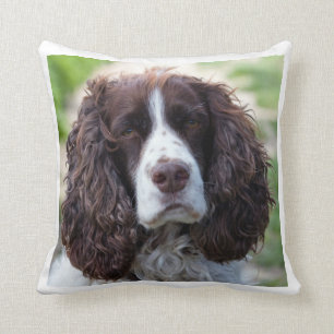 Almofada springer inglês spaniel.png