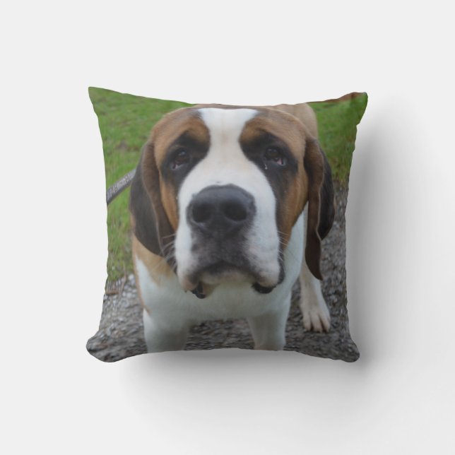 Almofada St Bernard curioso (Frente)
