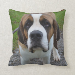 Almofada St Bernard curioso
