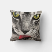 Tabby Cat Licing Paw