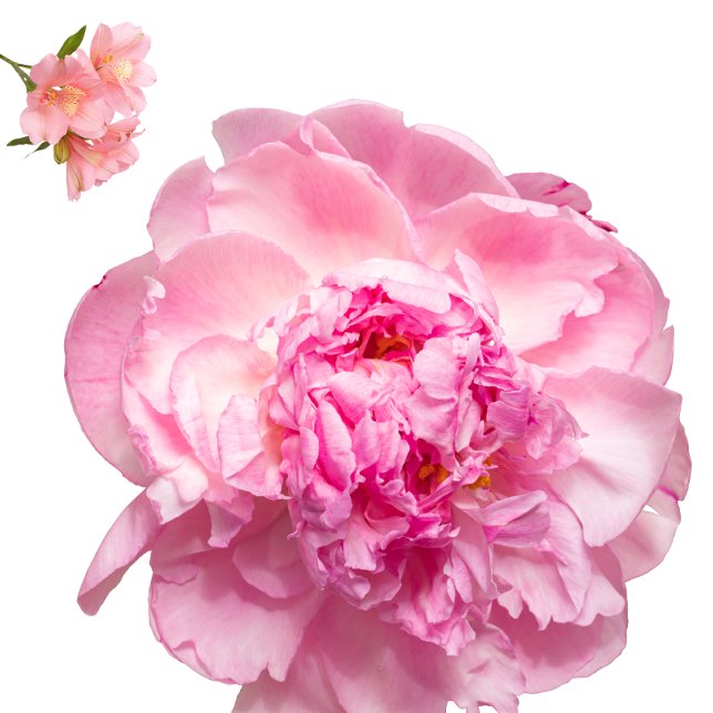 Almofada Throw Pillow (Nice pillow
https://www.zazzle.com/throw_pillow-256753760146163943)