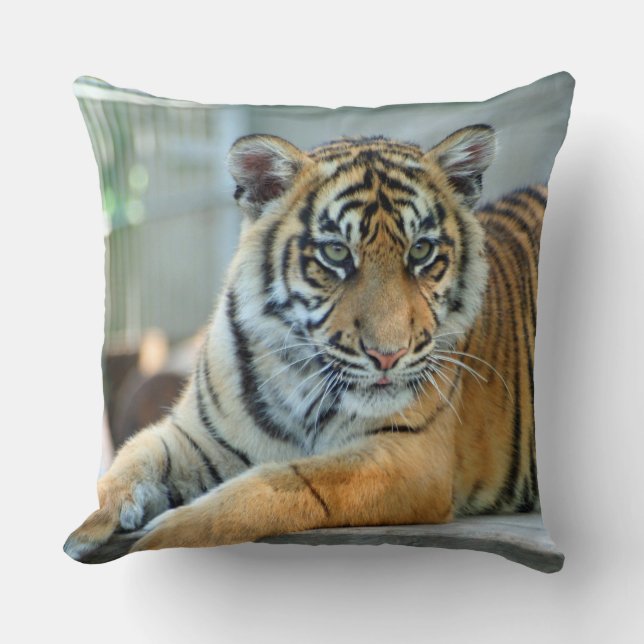 Almofada Tiger 034 (Frente)
