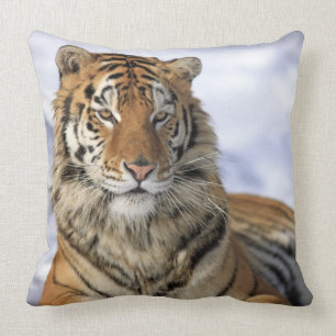 Almofada Tigre Siberian, altaica de tigris do Panthera,