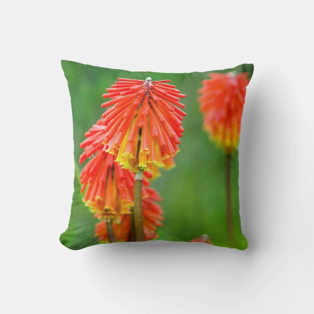 Almofada Torcida Lírio (Kniphofia Uvaria), Western Cape (Frente)