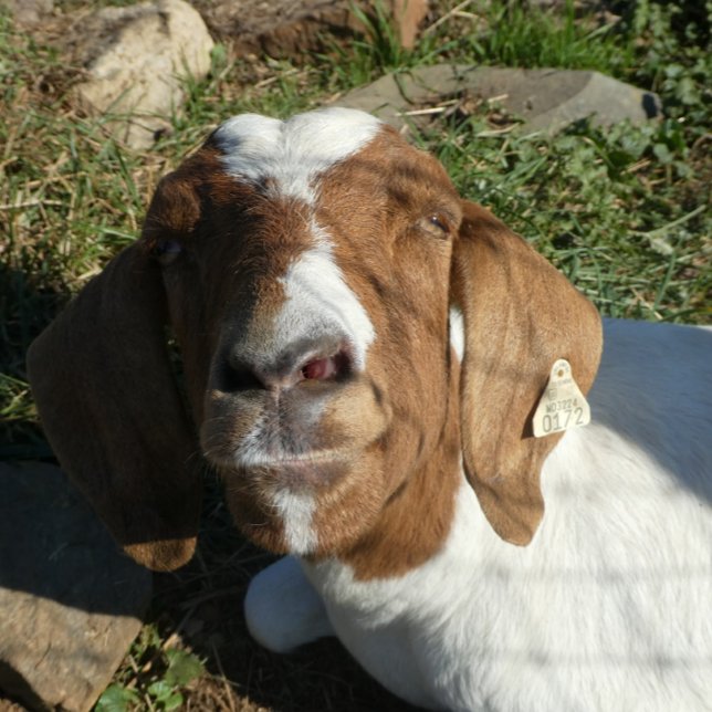 Almofada Travesseiro decorativo Com Imagem De Cabra (Criador carregado)