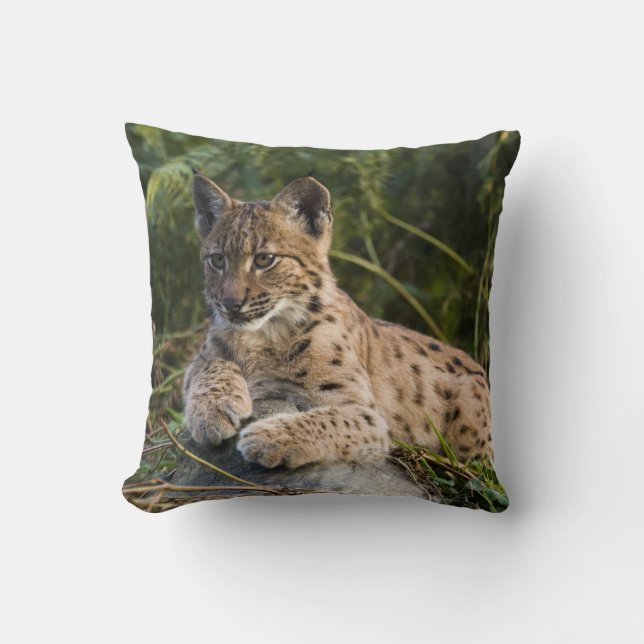 Almofada travesseiro - lince (Frente)