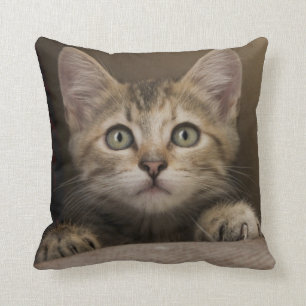 Almofada Um gatinho muito doce do gato malhado